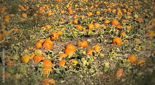 Obraz pumpkin patch field