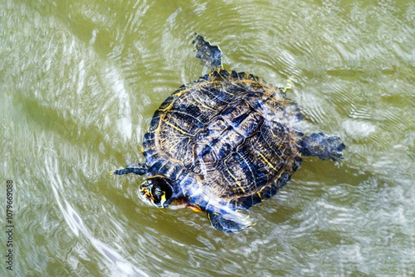 Fototapeta Red Eared Slider Turtle Overhead in Water