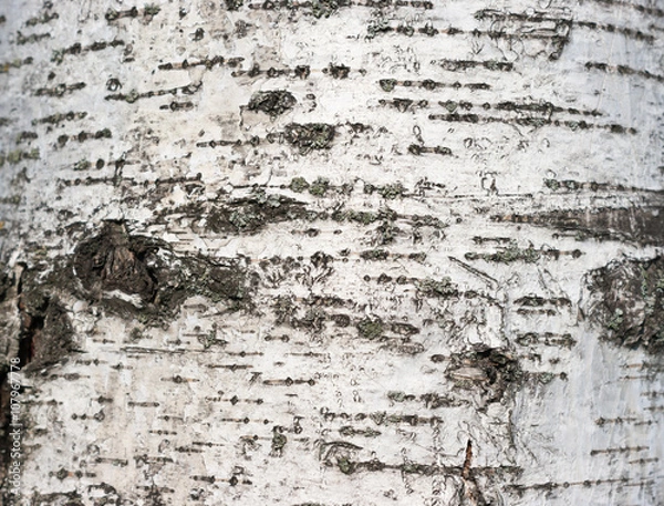 Fototapeta Birch bark