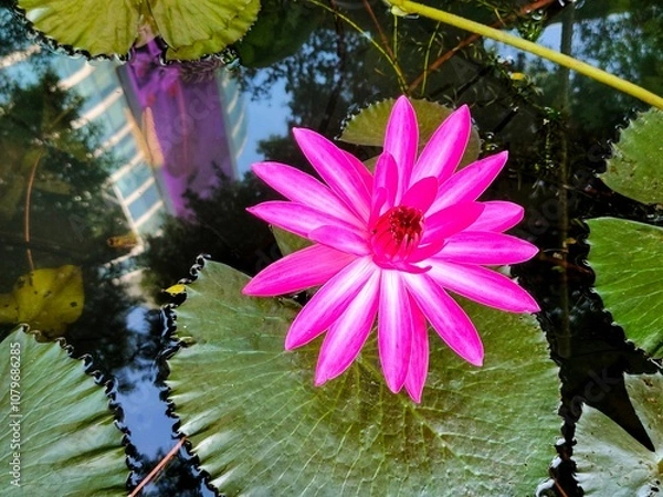 Obraz pink water lily