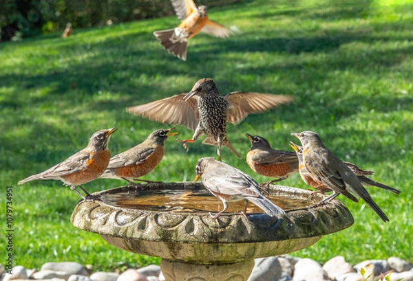 Fototapeta A backyard birdbath attracts a flock of robins and one starling