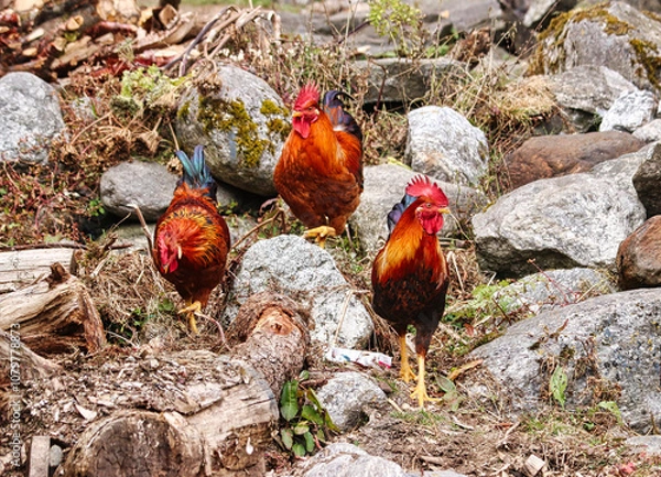 Fototapeta Roosters running free range near the mountain village of Kothe on route to the Base camp of Mera Peak,a 6476 meter high peak in the Khumbu Himalayas,Nepal