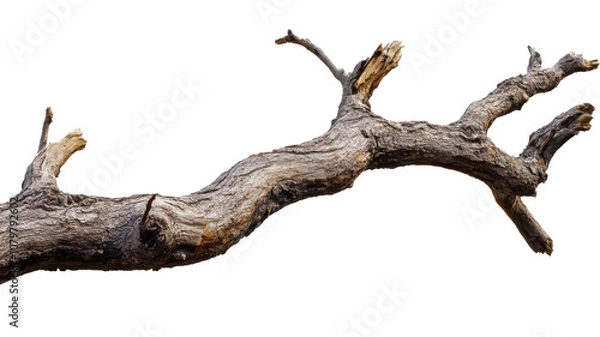 Fototapeta Old dry tree branch