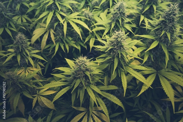 Obraz cannabis bud / marihuana plants