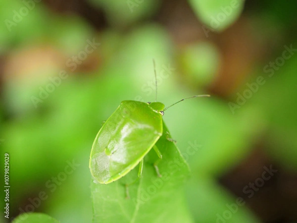 Obraz 葉っぱの先端にいるツヤアオカメムシ