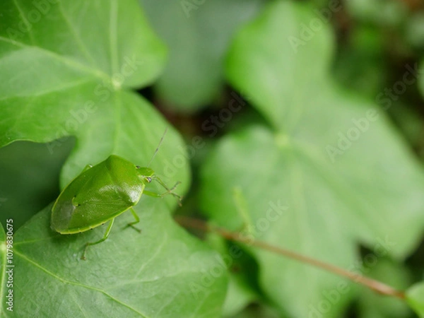 Obraz 葉の上で毛繕い中のカメムシ