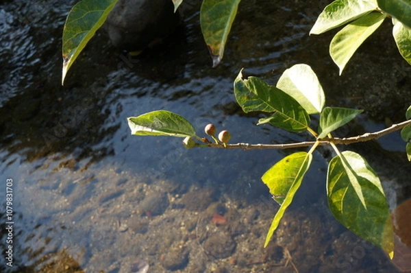 Fototapeta 川のそばに成る実