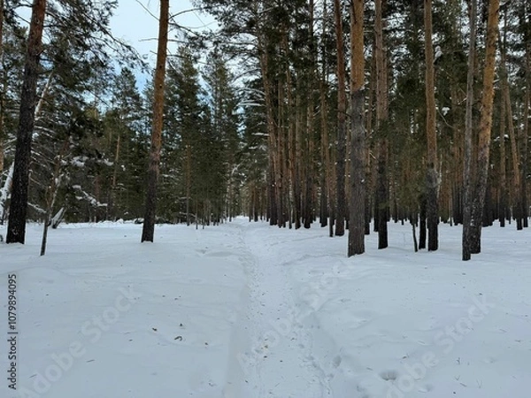 Fototapeta 눈속의나무