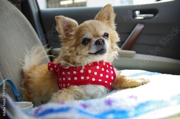 Obraz チワワ　車内で写真を撮ってみた　モデルはプリン２
