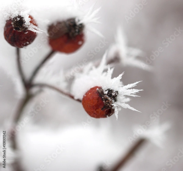 Fototapeta frost on the branch