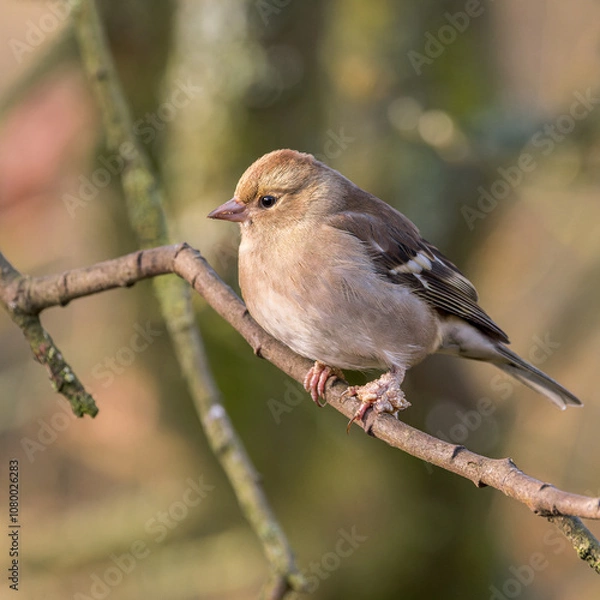 Obraz Female Chaffinch