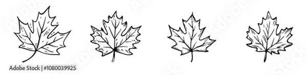 Fototapeta Drawing of a maple leaf in line art style on a white background.