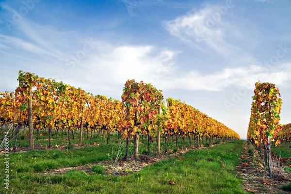 Obraz Vigne Saint Pourcain
