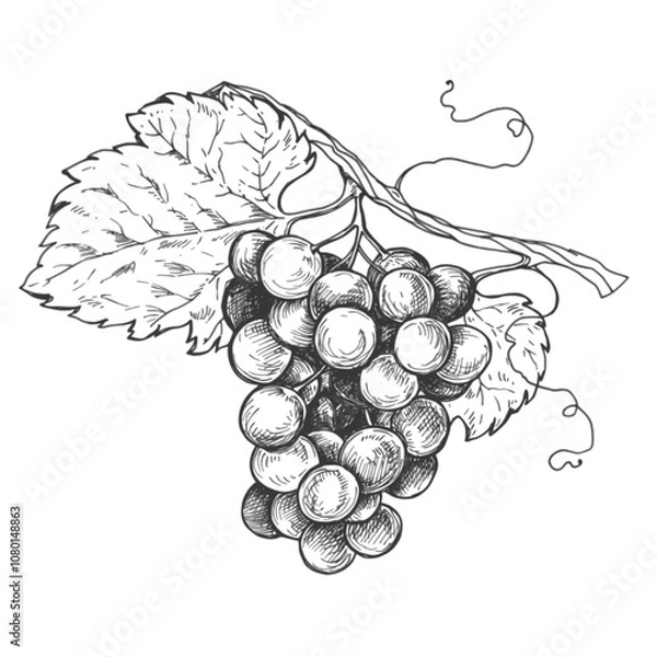 Obraz Sketch grape on branch ink graphic illustration, draft silhouette drawing, black on white line art. Botanical vintage etching food design.