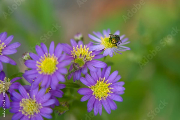 Fototapeta 청화쑥 부쟁이와 파리 한마