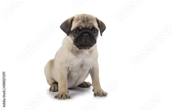 Fototapeta Small puppy on a white background