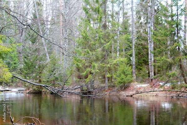Obraz A clear river in a spring coniferous forest 