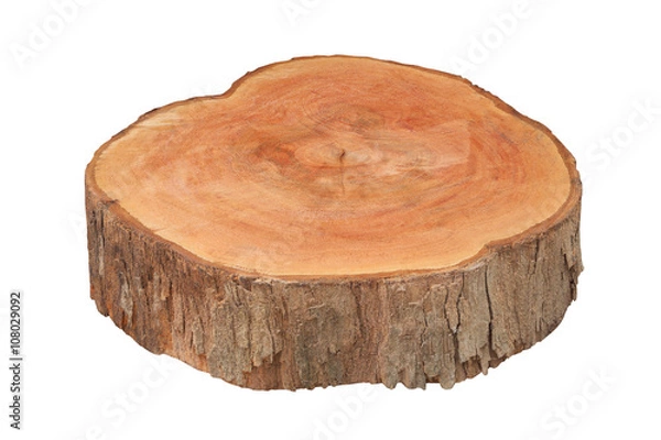 Fototapeta  tree stump isolated on white background