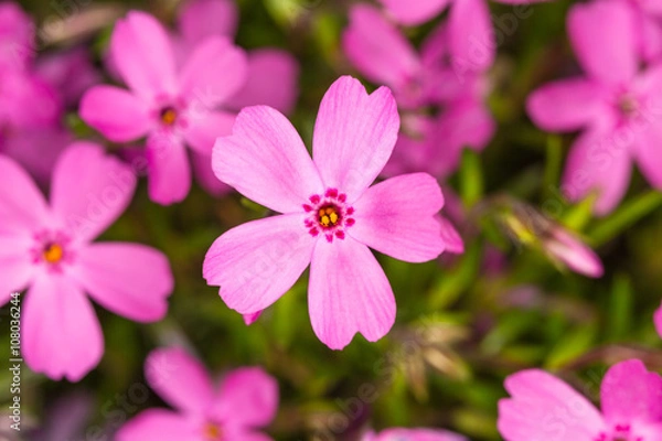 Fototapeta 芝桜のクローズアップ