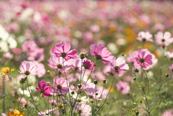 Fototapeta 満開のコスモス畑