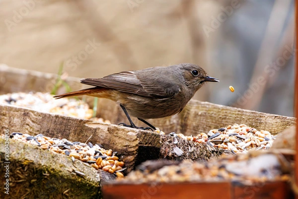 Fototapeta Rotschwänzchen sitzt an der Futterstelle und futtert Körner in Albstadt Tailfingen, Zollernalbkreis. Vogel futtert im Garten	