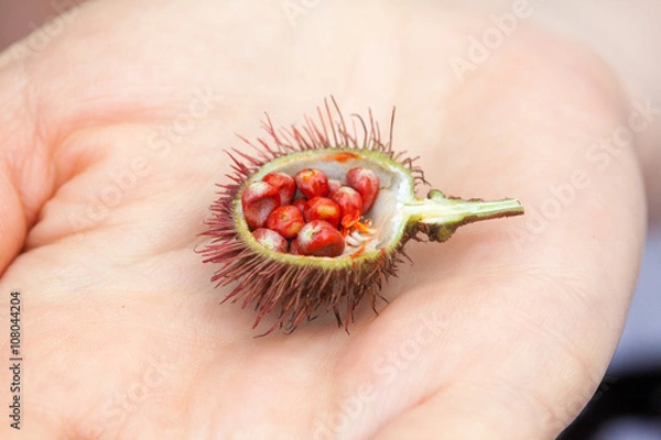 Fototapeta An example of Bixa Orellana fruit, with its seeds used to get natural red teinture, hold in hands