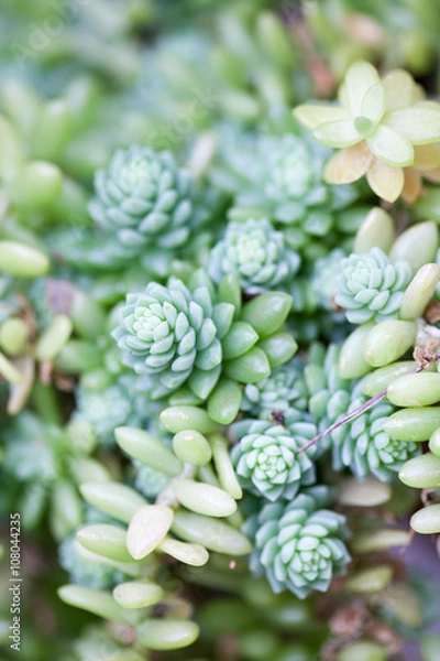 Fototapeta Rustic macro shot of cactus - tropical plant with shallow depth of field.Natural background with succulent.