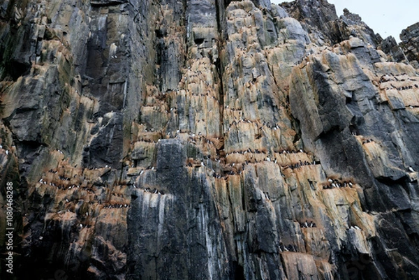 Obraz The spectacular Alkefjellet cliff with guillemots, dolerite columns, Svalbard