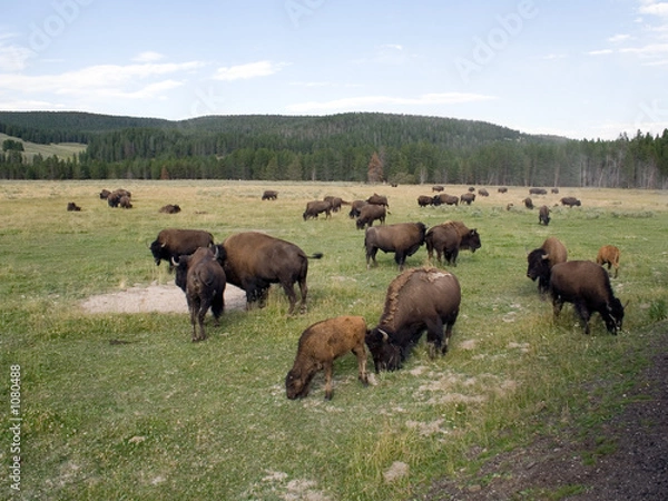 Fototapeta bison in yellowstone national park