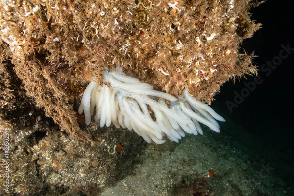 Fototapeta Sepiidae is a family of cephalopods in the order Sepiida. Cuttlefish eggs.