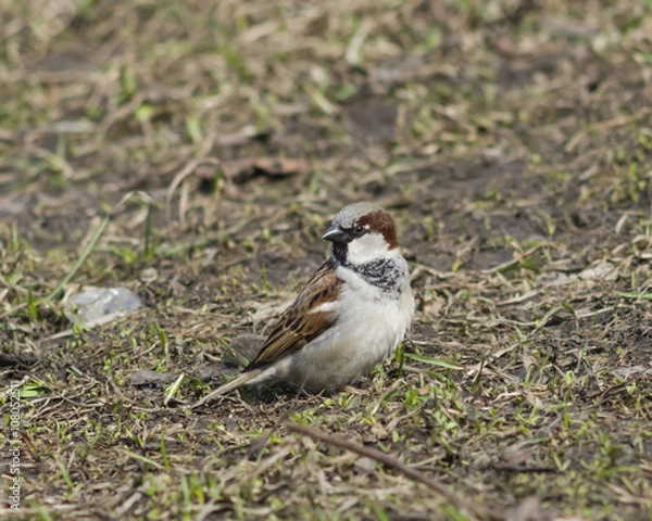 Fototapeta House sparrow, Passer domesticus, male portrait on grass, selective focus