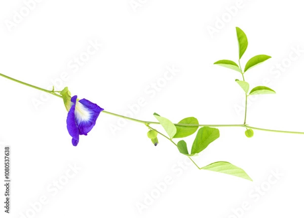 Fototapeta Clitoria ternatea or Aparajita flower isolated on white background