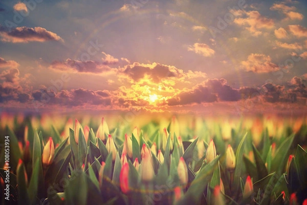 Fototapeta field of tulips sunset clouds landscape