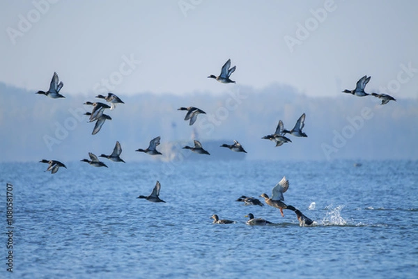 Fototapeta A flock of Tufted ducks take flight over the Danube river on a calm morning in Slovakia