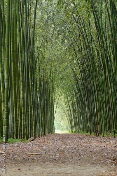 Obraz 岐阜県可児市　木曽川渡し場遊歩道(かぐや姫の散歩道)の竹藪