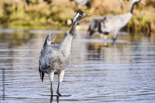 Obraz Eurasian crane