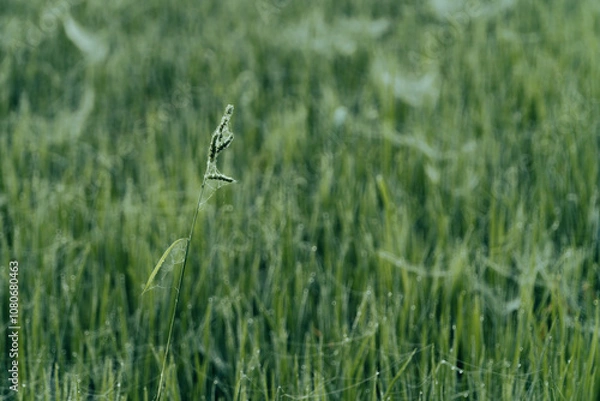 Fototapeta Winter Morning, beautiful environment, Misty mornings and golden fields, Morning, soft and serene