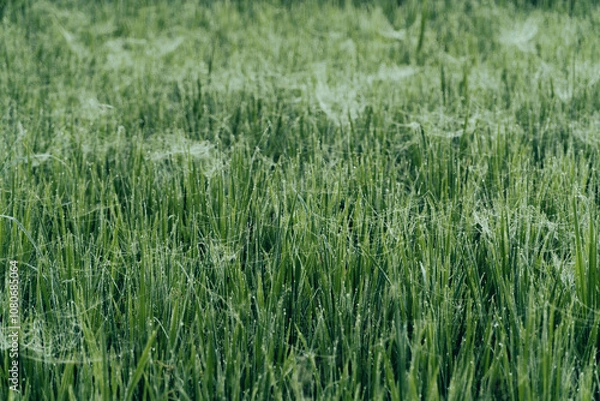 Fototapeta Winter Morning, beautiful environment, Misty mornings and golden fields, Morning, soft and serene