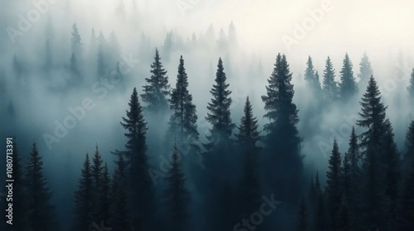 Fototapeta A serene view of tall evergreen trees shrouded in mist, creating a tranquil atmosphere.