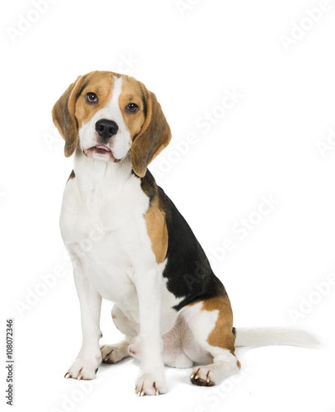 Fototapeta Beagle on white background