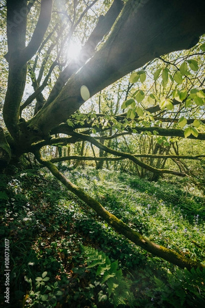 Fototapeta Fallen tree on the ground full of grass in the wintery summer