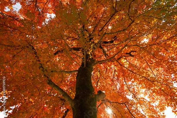 Fototapeta 紅葉の木