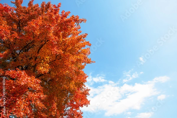 Fototapeta 紅葉と青空
