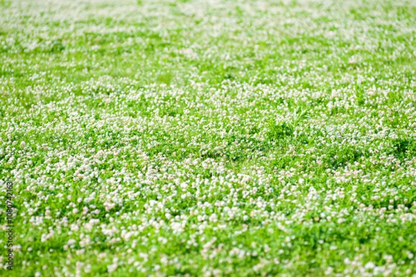 Obraz シロツメクサの花畑