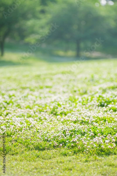 Obraz シロツメクサの花と樹々