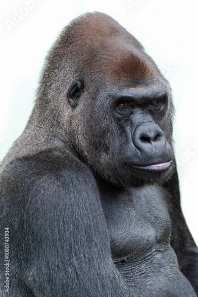 Fototapeta ゴリラ