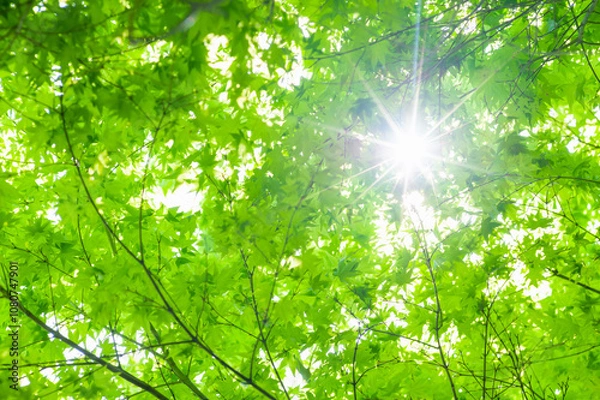 Obraz 新緑の林に差し込む日差し