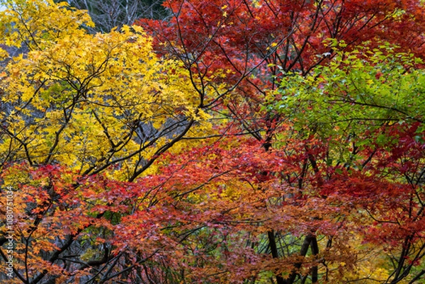 Fototapeta 紅葉した樹々