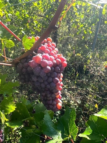 Fototapeta Vendanges