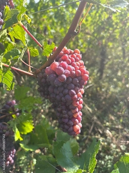 Obraz Vendanges